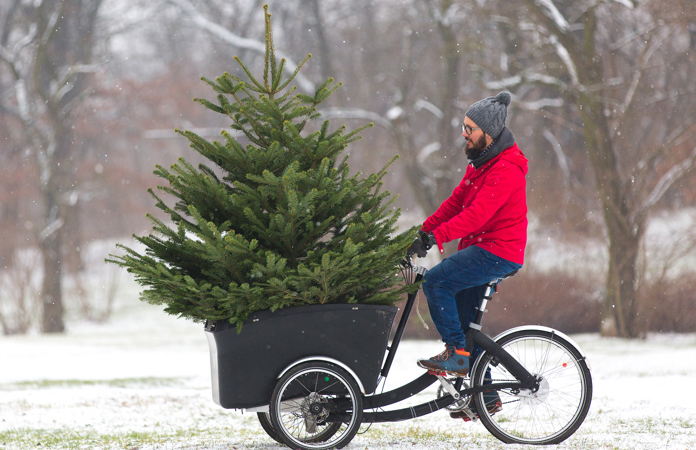 Mand cykler med juletræ på ladcykel