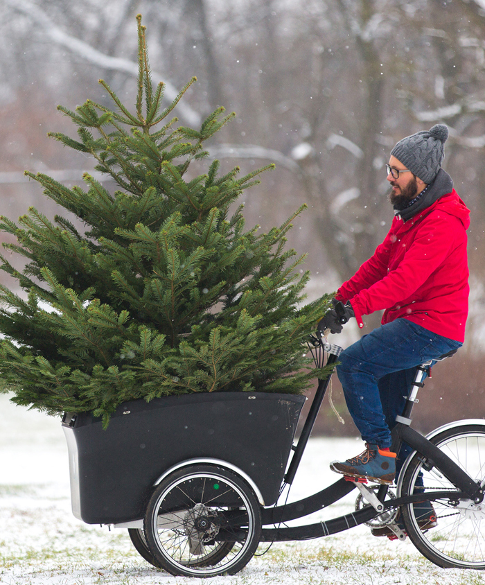 Mand cykler med juletræ på ladcykel