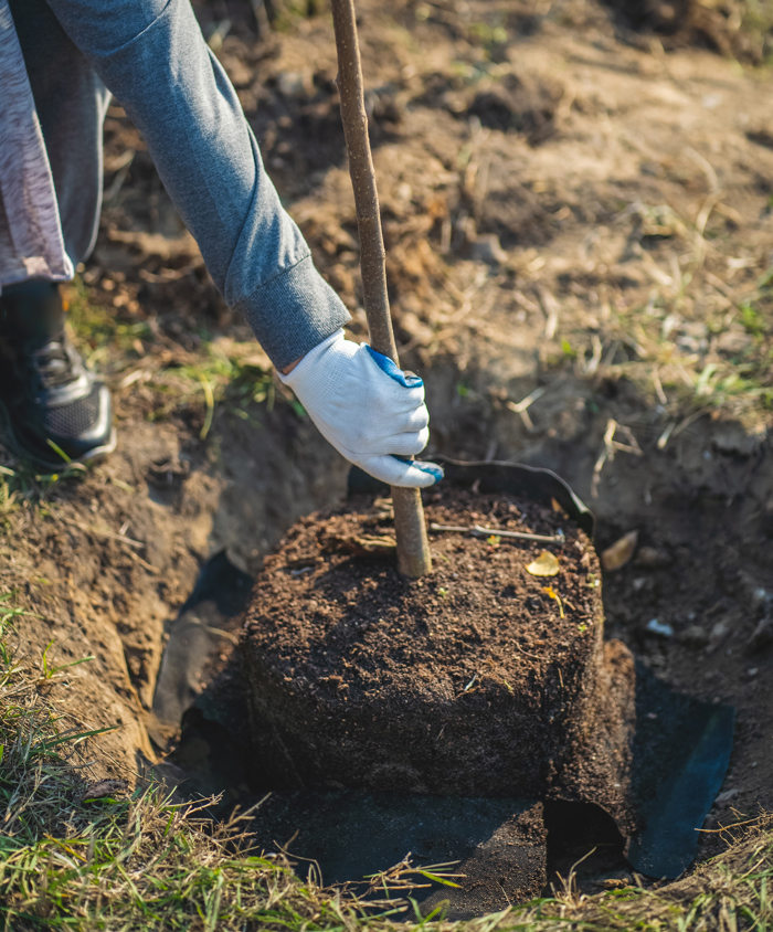 Træ plantes i kompostjord